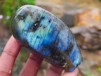 Polished Labradorite Standing Free Forms x 6 From Tulear, Madagascar
