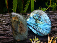 Polished Labradorite Standing Free Forms x 6 From Tulear, Madagascar