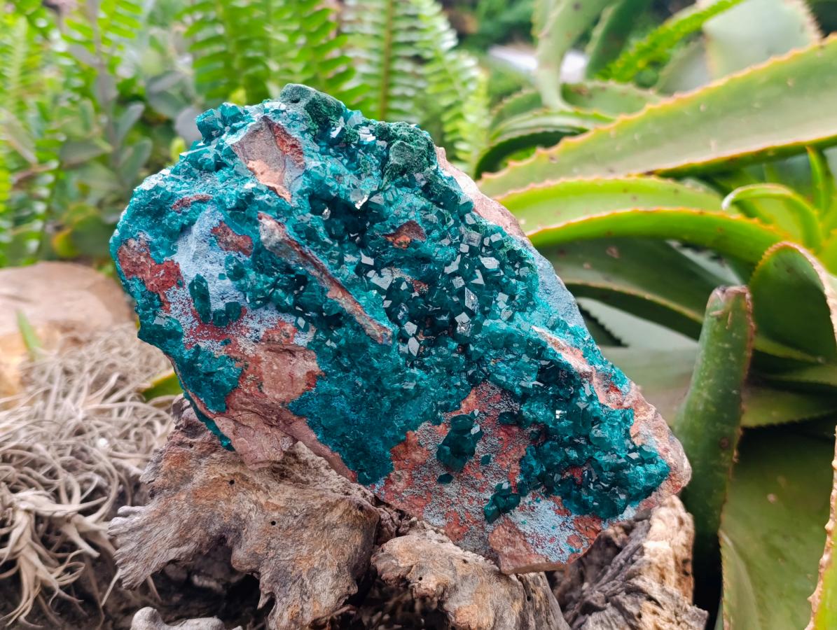 Natural Dioptase And Shattuckite On Dolomite Specimen x 1 From Likasi, Congo