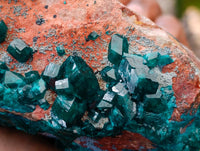 Natural Dioptase And Shattuckite On Dolomite Specimen x 1 From Likasi, Congo