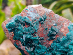 Natural Dioptase And Shattuckite On Dolomite Specimen x 1 From Likasi, Congo