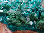 Natural Dioptase And Shattuckite On Dolomite Specimen x 1 From Likasi, Congo