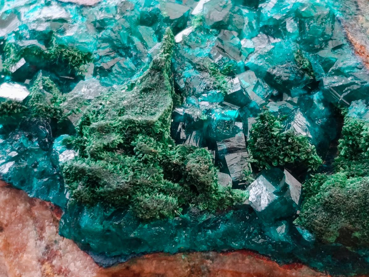 Natural Dioptase And Shattuckite On Dolomite Specimen x 1 From Likasi, Congo