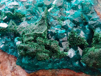Natural Dioptase And Shattuckite On Dolomite Specimen x 1 From Likasi, Congo