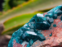 Natural Dioptase And Shattuckite On Dolomite Specimen x 1 From Likasi, Congo