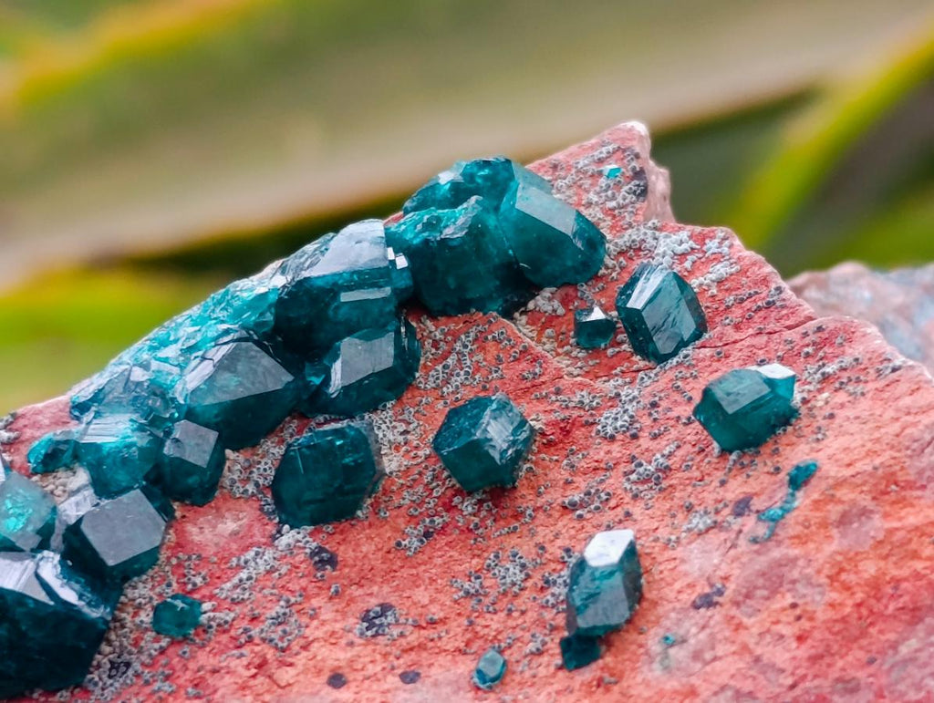 Natural Dioptase And Shattuckite On Dolomite Specimen x 1 From Likasi, Congo