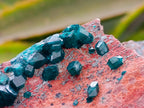 Natural Dioptase And Shattuckite On Dolomite Specimen x 1 From Likasi, Congo