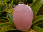 Polished Star Rose Quartz Standing Free Form x 1 From Madagascar