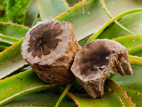 Polished On One Side Petrified Wood Branches x 4 From Gokwe, Zimbabwe