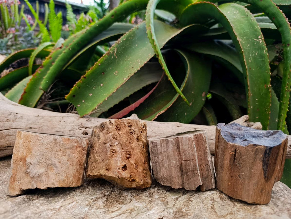 Polished On One Side Petrified Wood Branches x 4 From Gokwe, Zimbabwe - Toprock Gemstones and Minerals 