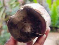 Polished On One Side Petrified Wood Branches x 4 From Gokwe, Zimbabwe