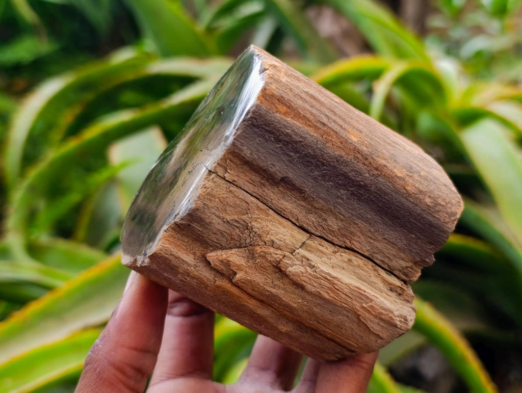 Polished On One Side Petrified Wood Branches x 4 From Gokwe, Zimbabwe - Toprock Gemstones and Minerals 