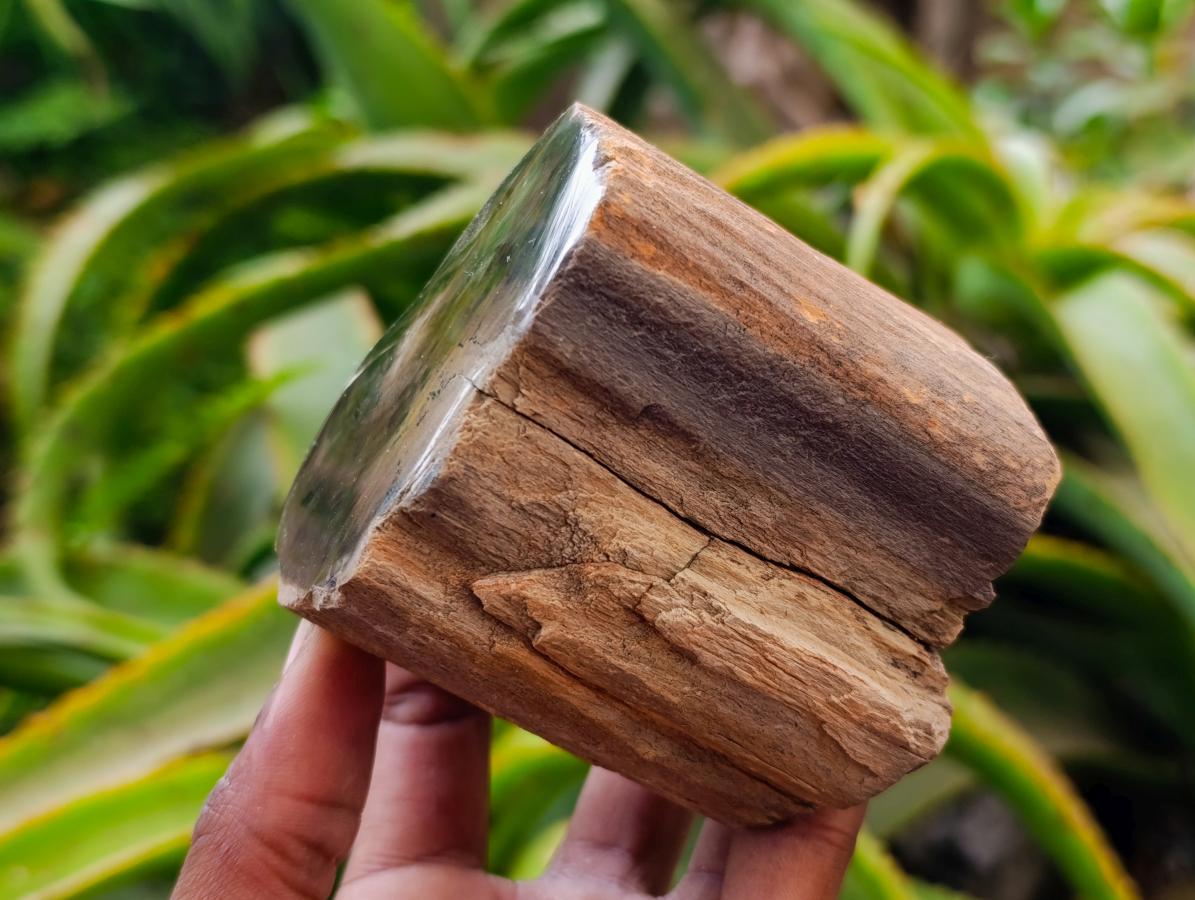 Polished On One Side Petrified Wood Branches x 4 From Gokwe, Zimbabwe - Toprock Gemstones and Minerals 