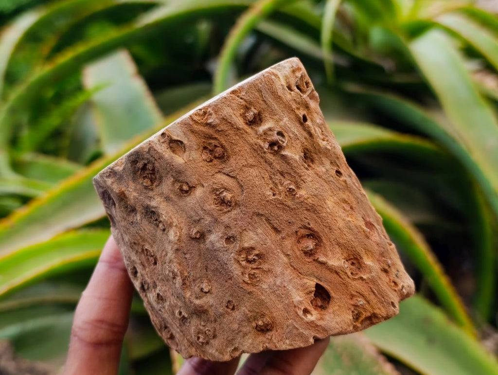 Polished On One Side Petrified Wood Branches x 4 From Gokwe, Zimbabwe - Toprock Gemstones and Minerals 