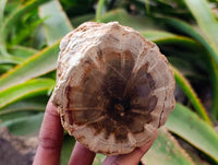 Polished On One Side Petrified Wood Branches x 4 From Gokwe, Zimbabwe