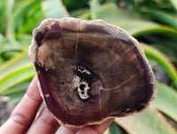 Polished On One Side Petrified Wood Branches x 4 From Gokwe, Zimbabwe