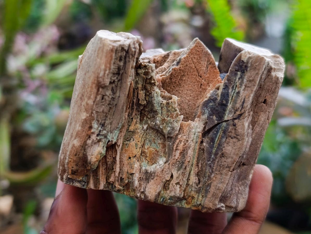 Polished On One Side Petrified Wood Branches x 4 From Gokwe, Zimbabwe - Toprock Gemstones and Minerals 