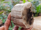 Polished On One Side Petrified Wood Branches x 4 From Gokwe, Zimbabwe - Toprock Gemstones and Minerals 