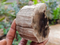 Polished On One Side Petrified Wood Branches x 4 From Gokwe, Zimbabwe