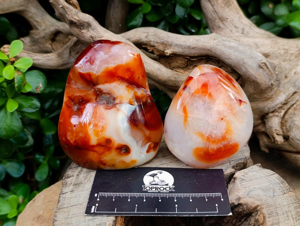 Polished Carnelian Standing Free Forms x 5 From Madagascar - Toprock Gemstones and Minerals 