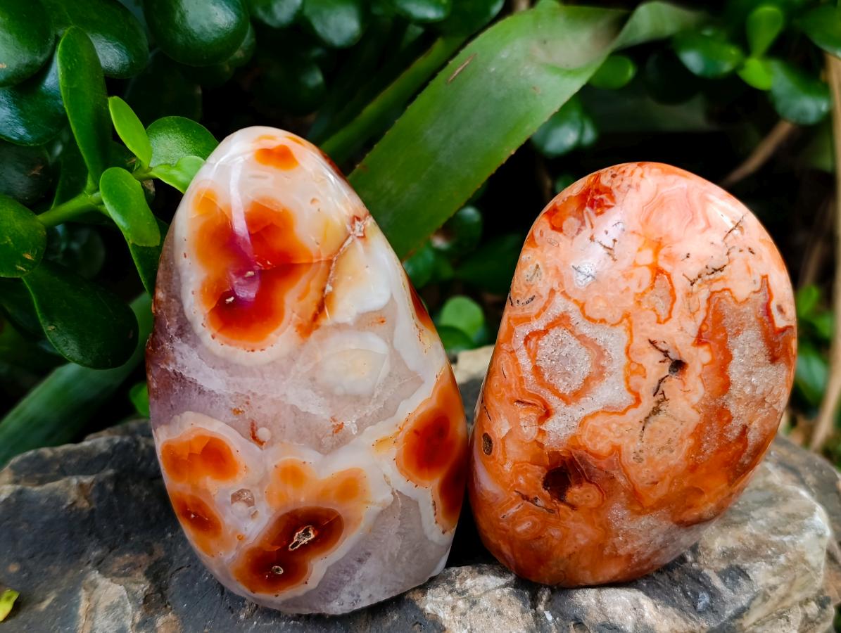 Polished Carnelian Standing Free Forms x 5 From Madagascar - Toprock Gemstones and Minerals 