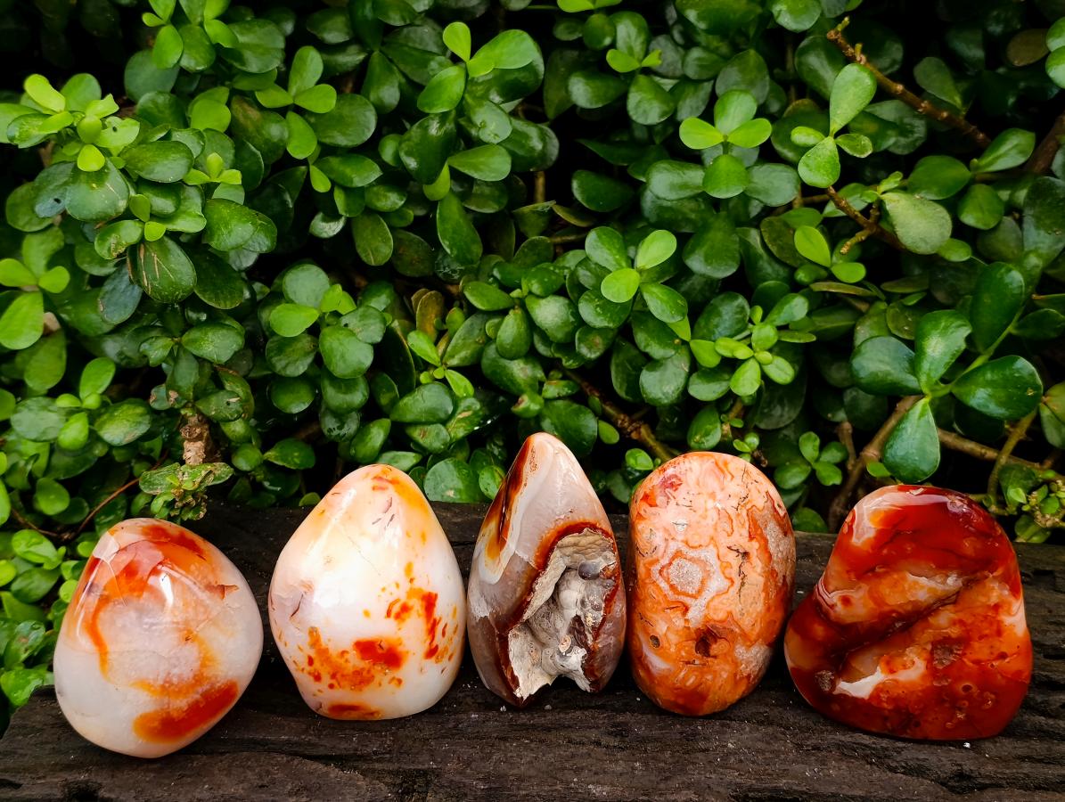 Polished Carnelian Standing Free Forms x 5 From Madagascar - Toprock Gemstones and Minerals 