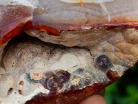 Polished Carnelian Standing Free Forms x 5 From Madagascar