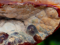 Polished Carnelian Standing Free Forms x 5 From Madagascar