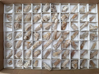 Natural Small Limonite Fairy Spirit Quartz Crystals x 70 From Boekenhouthoek, South Africa