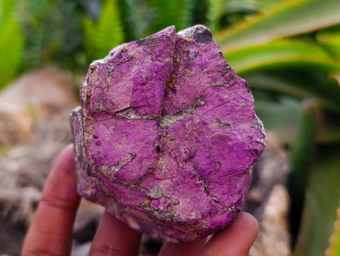 Natural Metallic Purpurite Specimens x 12 From Erongo, Namibia