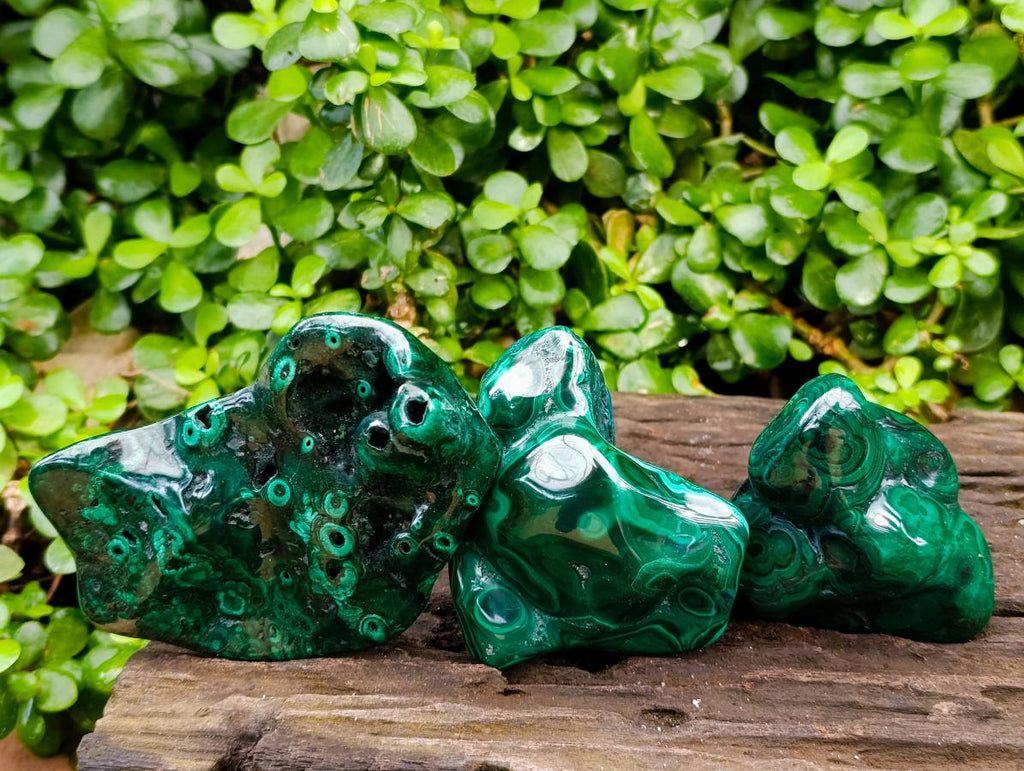Polished Flower Banded Malachite Free Forms x 3 From Congo - Toprock Gemstones and Minerals 