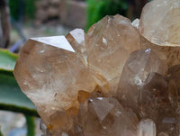 Natural Clear Citrine Quartz Cluster x 1 From Luena, Congo