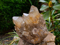 Natural Clear Citrine Quartz Cluster x 1 From Luena, Congo