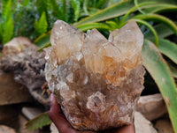 Natural Clear Citrine Quartz Cluster x 1 From Luena, Congo