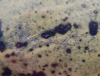 Polished Leopard Free Forms x 12 From Zimbabwe