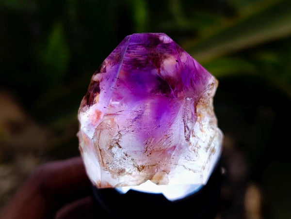 Polished Window Amethyst Crystals x 21 From Ambatondrazaka, Madagascar