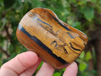 Polished Jumbo Golden Tigers Eye Free Forms x 6 From Prieska, South Africa