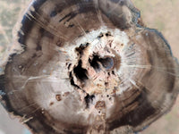 Polished On One Side Petrified Wood Branches x 3 From Gokwe, Zimbabwe