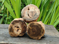 Polished On One Side Petrified Wood Branches x 3 From Gokwe, Zimbabwe