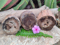 Polished On One Side Petrified Wood Branches x 3 From Gokwe, Zimbabwe