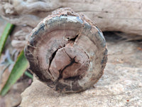 Polished On One Side Petrified Wood Branches x 3 From Gokwe, Zimbabwe