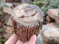 Polished On One Side Petrified Wood Branches x 3 From Gokwe, Zimbabwe