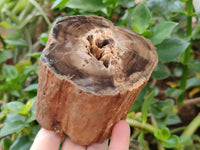 Polished On One Side Petrified Wood Branches x 3 From Gokwe, Zimbabwe