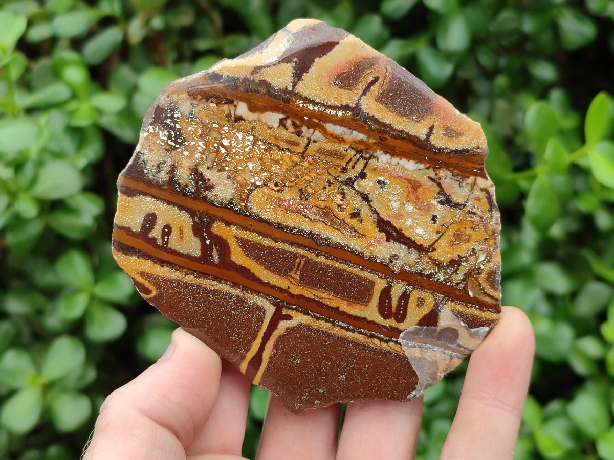 Polished On One Side Nguni Jasper Slices x 3 From Northern Cape, South Africa