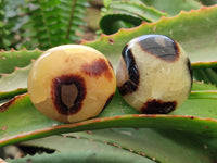 Polished Septerye Galets x 12 From Mahajanga, Madagascar