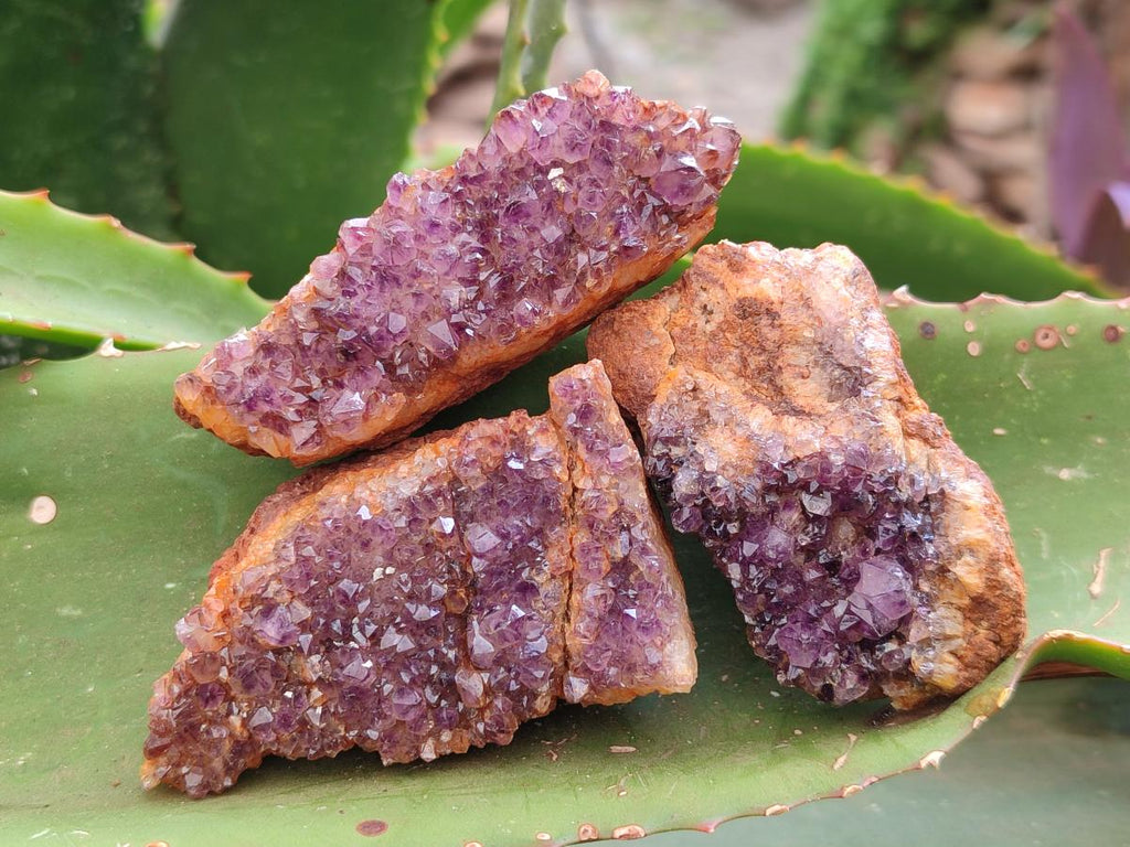 Natural Amethystos Amethyst Clusters x 35 From Kwaggafontein, South Africa
