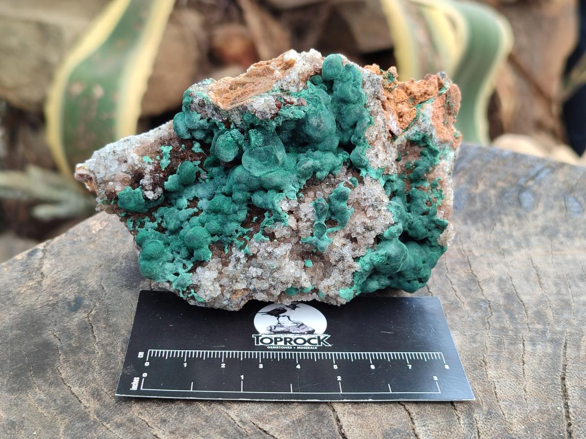 Natural Ball Malachite On Dolomite Specimens x 2 From Mindingi Mine, Kambove, Congo - Toprock Gemstones and Minerals 