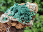 Natural Ball Malachite On Dolomite Specimens x 2 From Mindingi Mine, Kambove, Congo - Toprock Gemstones and Minerals 