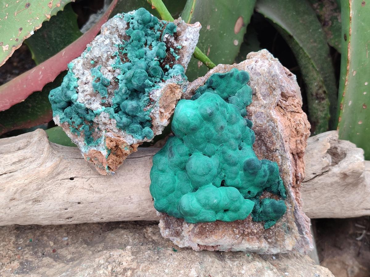 Natural Ball Malachite On Dolomite Specimens x 2 From Mindingi Mine, Kambove, Congo