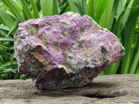 Natural Stichtite Cobbed Specimens x 2 From Barberton, South Africa